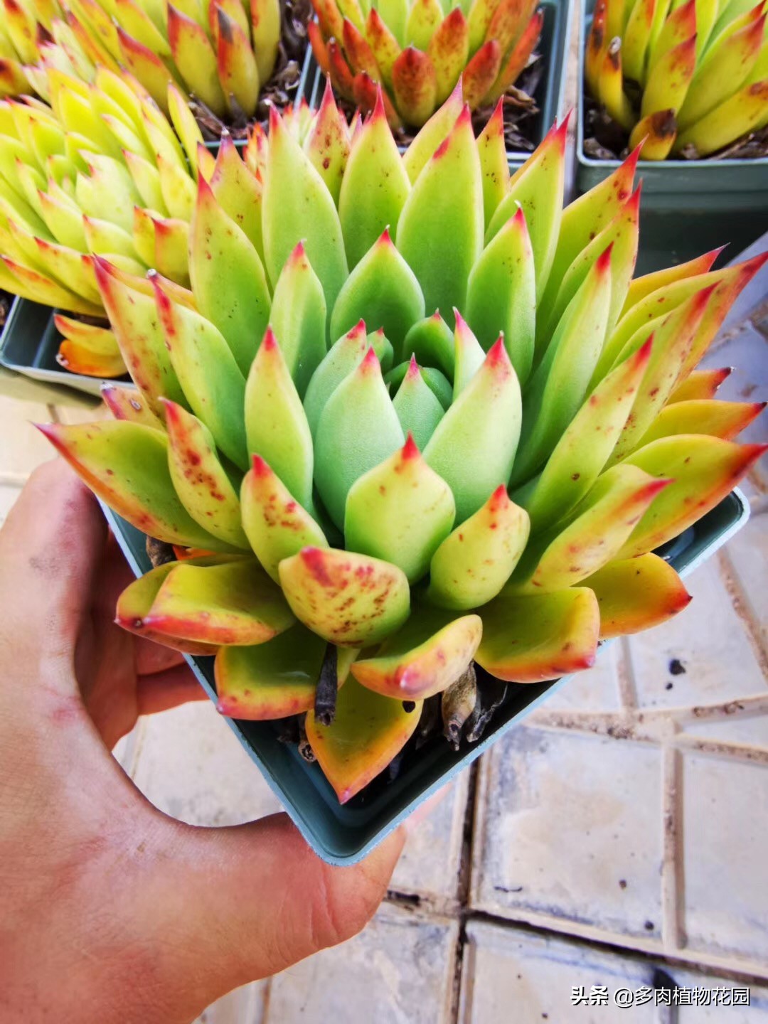 多肉要怎么才容易出状态,秋季阴雨天气多肉怎么养护