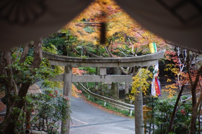 京都赏枫2022,京都赏枫必去景点有哪些好玩的