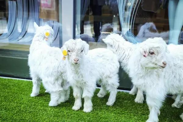 中长款羊毛大衣100%羊毛双面的,一件羊毛大衣需要多少布料