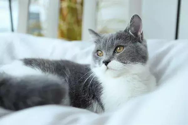 如果猫咪走丢了报警可以吗,猫咪走丢了如何把猫咪找回