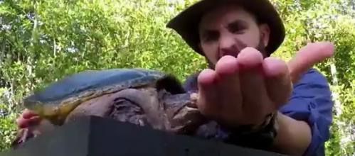 龟的种类和饲养方法,龟的品种和饲养