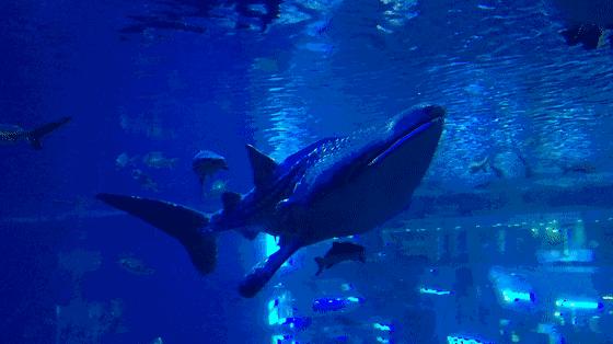 成都海洋馆浩海立方奇幻之旅,成都浩海海洋立方馆和海洋世界