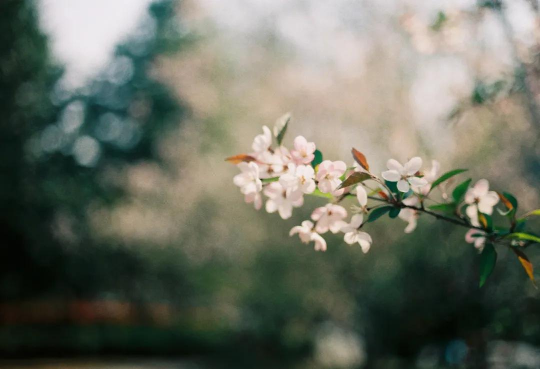 blackpink同款胶卷相机,blackpink同款胶片机