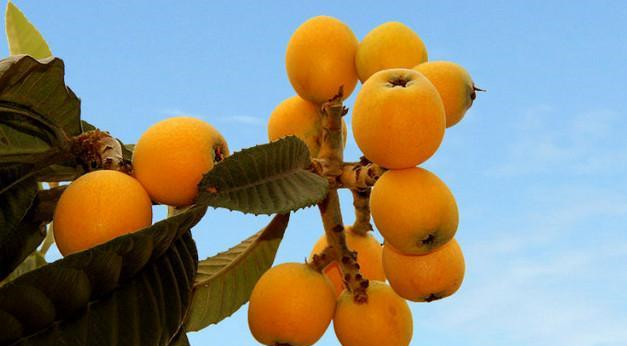 四川的五星枇杷果香浓郁,清甜多汁的大五星枇杷