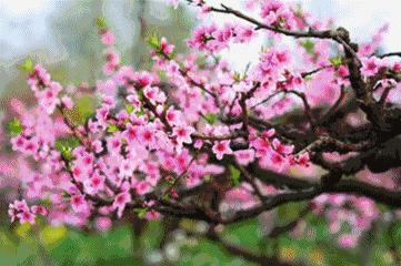 一任群芳妒,一任群芳妒上一句是什么