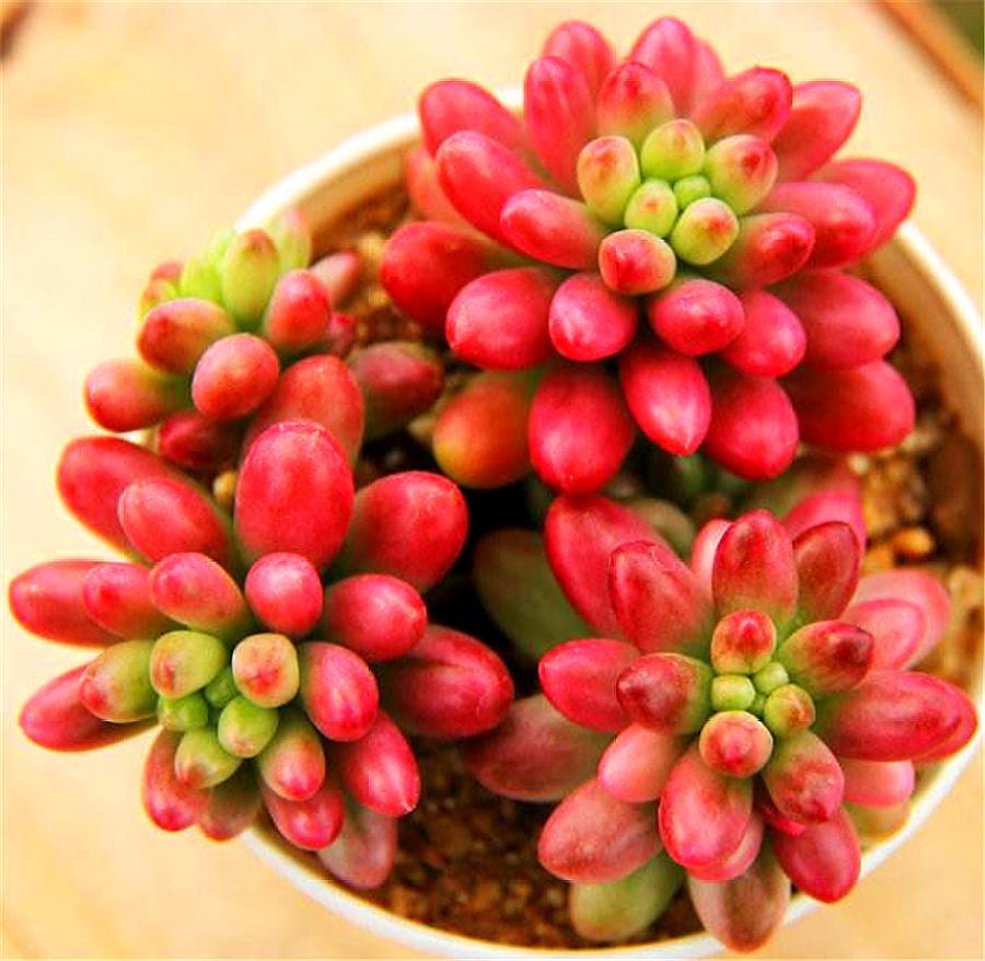 立春了，养多肉虹之玉要做好“4个增加”，新叶蹭蹭长，饱满圆润