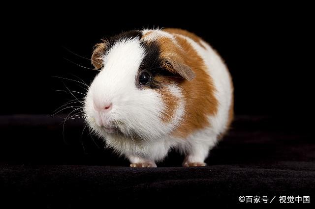 怎么挑选一只荷兰猪,如何挑选一只好的荷兰猪