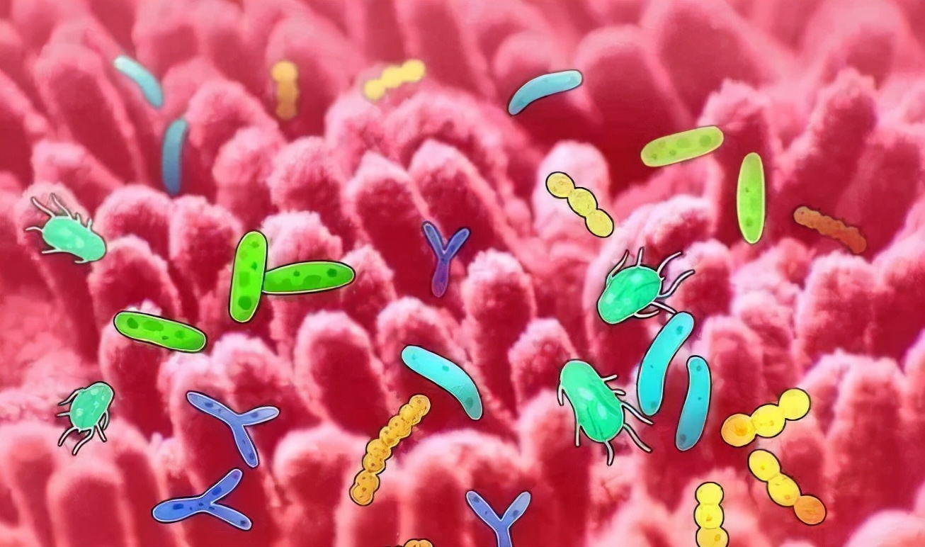 肠道菌群失调会得癌症吗,胃肠道菌群失调什么症状