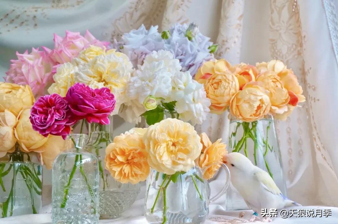 花友家的春花都开爆爆爆了，快来云赏花！（上）