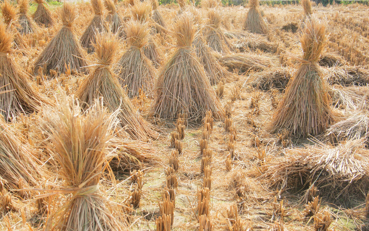 生物质清洁取暖方案,农村清洁取暖生物质