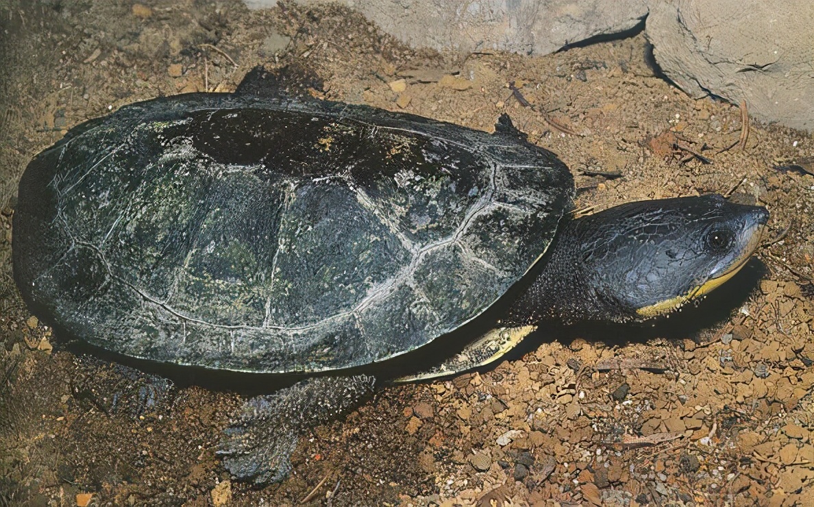 龟类纪录片,龟类图片