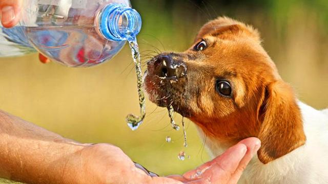 狗狗中暑后体温下降怎么回事,气温多高狗狗中暑怎样抢救