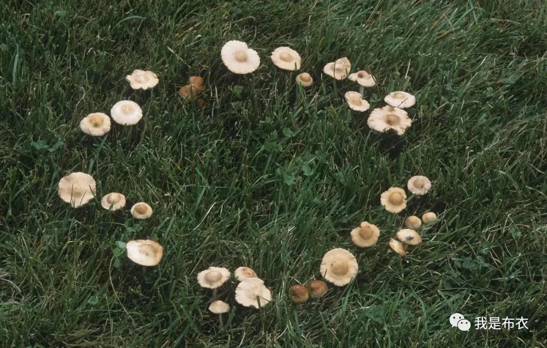 布衣：好书推荐——阿来的《蘑菇圈》