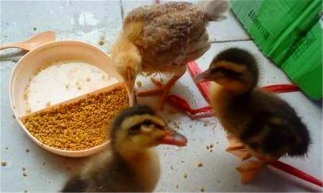 宿管查宿舍猫咪藏哪,宿管阿姨查寝看见猫咪