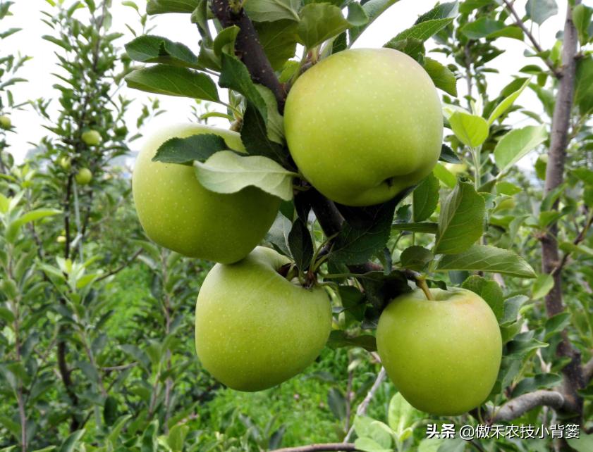 苹果缺铁病害怎么治,苹果缺锌病害