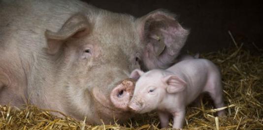 母猪产子小猪死亡率高,产房小猪死亡率高怎么解决