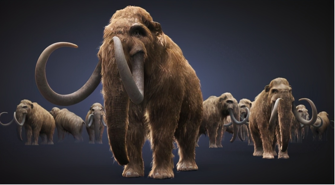 猛犸象是怎么灭绝的真正原因,为什么猛犸象要灭绝