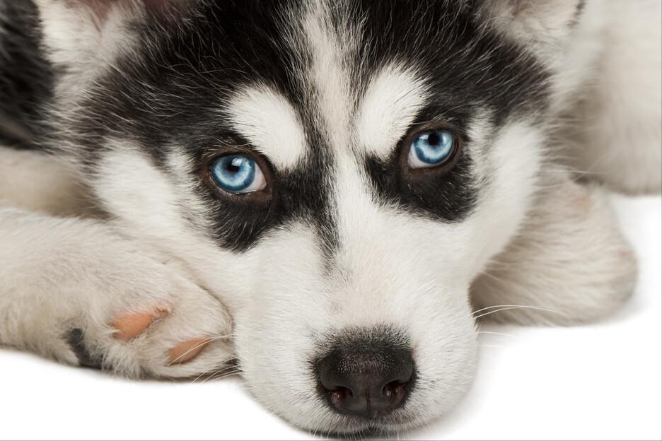 哈士奇拉稀是什么症状,哈士奇呕吐怎么处理