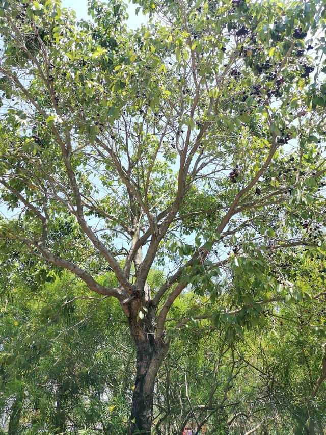 湛江黎话：共箩、火炭、黑墨、水泱……你那里叫这种果啥名字？