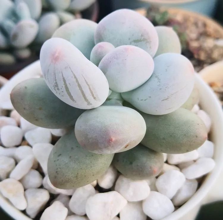 最美的20种多肉,15种最美的多肉