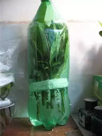 栀子花水插方法介绍,栀子花水插一个月不长根