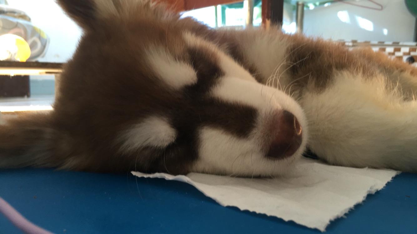 主人为给宠物狗治病花费40万,宠物生病了喂它吃药有错吗