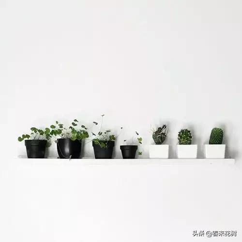 花盆里的杂草到底要不要拔,花盆里的杂草应当拔掉还是剪掉