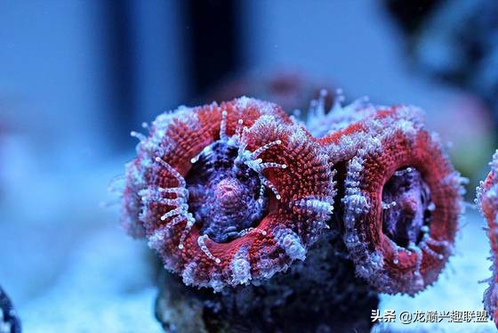珊瑚到底有多可怕,珊瑚到底有多残忍