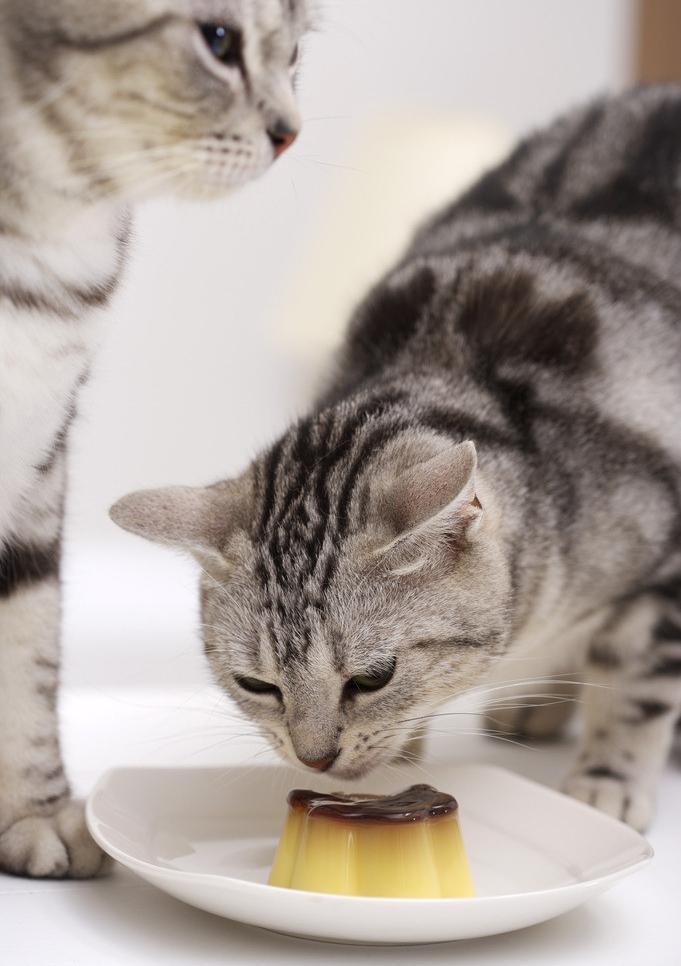 如何让猫咪从吃猫饭变成吃猫粮,纠正猫咪只吃零食的习惯