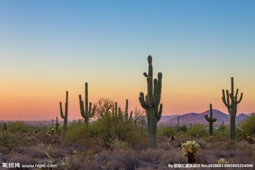 仙人掌要怎么养才能结果,仙人掌怎样才长叶子