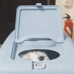 猫咪眼里的世界到底是怎样的,猫咪眼中的世界是什么样子