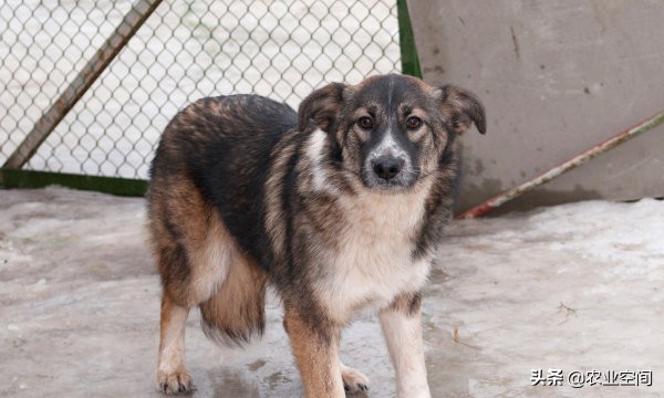 养殖肉狗前景怎么样,养殖肉狗的技术与流程