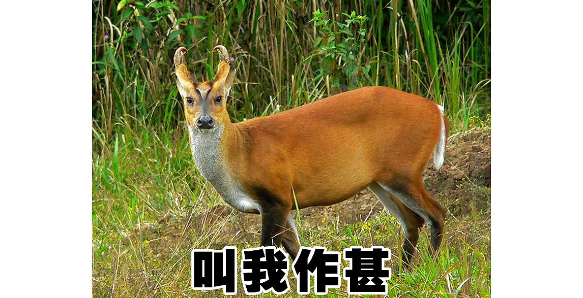 鉴定假包视频,教你一招鉴定假包