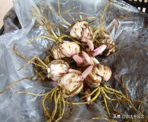 百合的种植方法和最佳时间,宜兴百合种植方法和注意事项