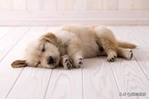 睡凉垫对狗狗好吗,夏季狗狗凉垫窝