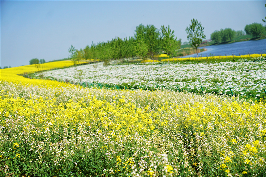 我和宿州有个约会，一场花事，一次慢旅行，探寻最烟火的宿州味道