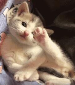 moncler羽绒服真的好吗,明星人手一件的羽绒服