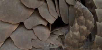 吃野生穿山甲的后果,吃了穿山甲会有什么法律后果