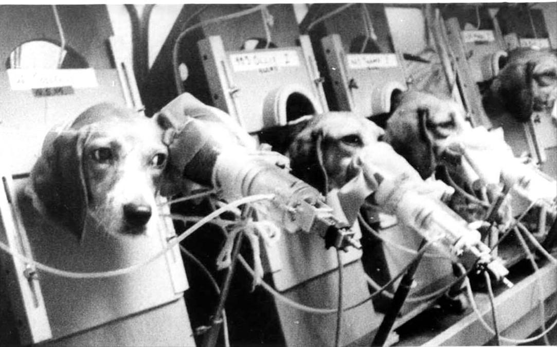 烟草公司证明抽烟对身体无害,英国对48只狗进行吸烟实验