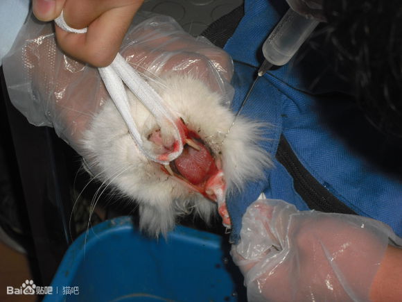 猫咪口腔溃疡最简单的治法,猫咪口炎口腔溃疡怎么治