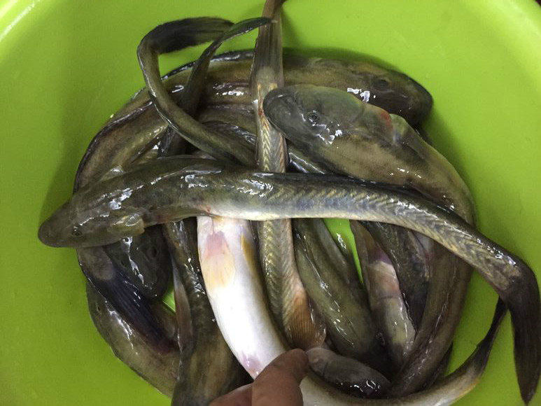 为什么钓的全是趴地虎,趴地虎有多难钓