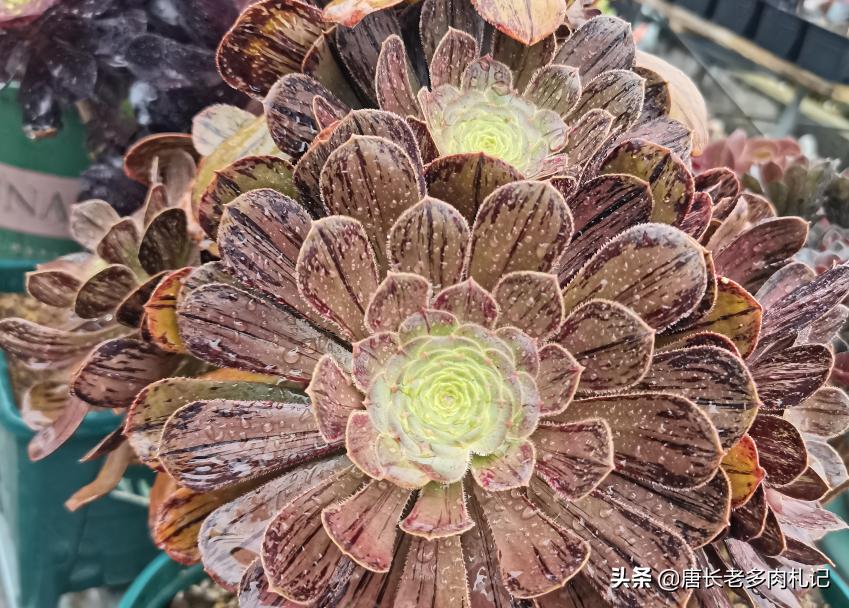 想让多肉长得好用什么药,想让多肉长大用什么土