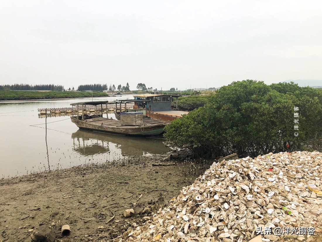 阳西县程村镇蚝排,阳西中国蚝乡在哪里