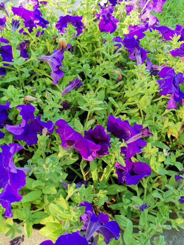 石家庄有哪些免费玩的地方—世纪公园