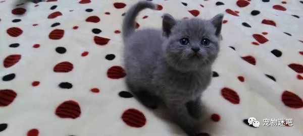 超级可爱萌宠动物,超可爱萌宠