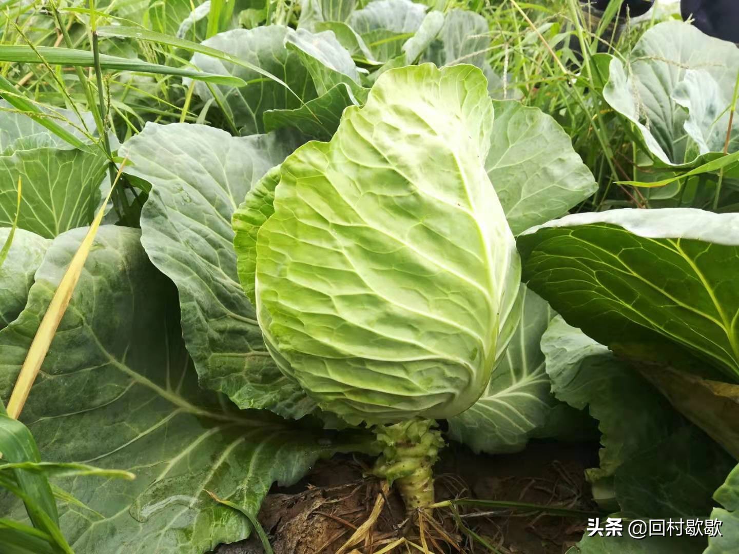 包头菜怎么处理,包头菜怎样储存冬天才能好吃