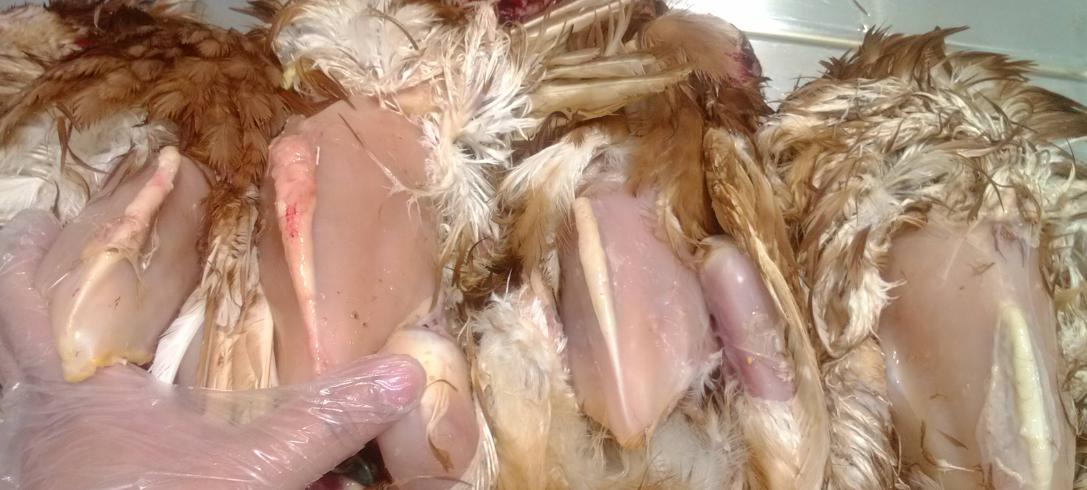 鸡支原体感染眼睛起泡沫怎么办,鸡眼睛支原体感染怎么治