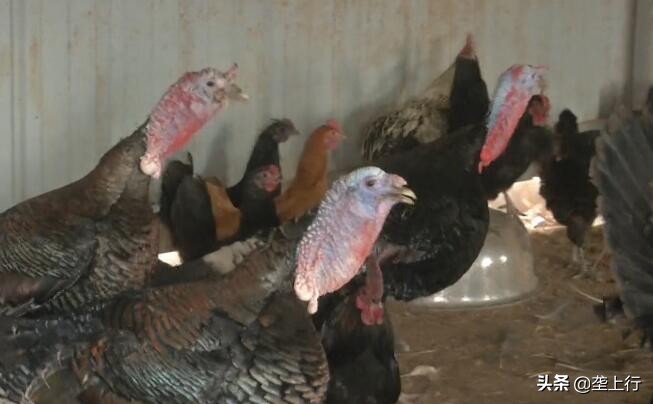 兵哥哥养鸡,兵哥哥深山养鸡