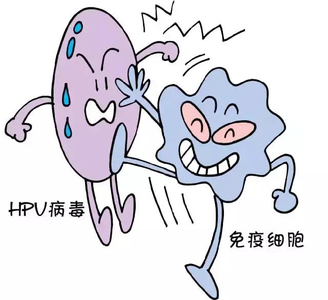 hpv是什么病毒会死人吗,hpv感染是不是一定是宫颈癌