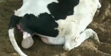 养基础母牛知识与技术,养牛技术母牛饲养大全